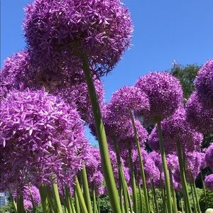 Meet your Posher, Patty